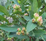 Pink Water Apple Ber (Jamrul) Fruit Plant