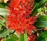FIRST LOVE FLOWERING PLANT(RED)