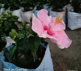 AMERICAN HIBISCUS PLANT(PINK AND RED SHADED)