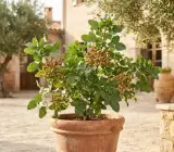 Pistachio Grafted Live Fruit Plant – Premium Pista Nut Plant