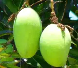 KOHITUR MANGO GRAFTING FRUIT PLANT