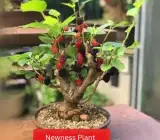 Thai Dwarf Varieties Mulberry Fruit Plant