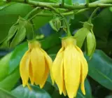 Hari Champa plant