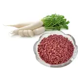 Radish Spring Glory seeds