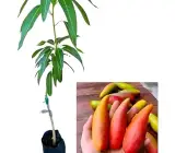 Chili Lajiao Mango Aam Grafted Fruit Plant