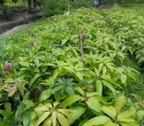 Vastara Mango Plant (Grafted) All time Fruit