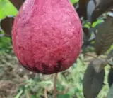 Malaysian Guava red Dwarf Varieties Plants