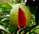 Red Daimond Guava Plant