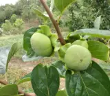 Persimmon Fruit-Graftingf Plant