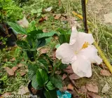 Australia hibiscus flowers plants(white)