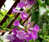 Garlic vain – flower plants