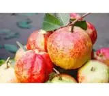 Allahabad Guava-Fruit Plant