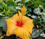 Austrian Hibiscus Flowers Plants