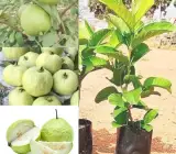 Vietnam all time guava plant
