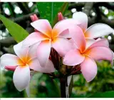Plumeria(Pink) Flowers Plant