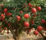 Granada Pomegranate Anar Layering Grafted Fruit Plant