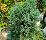 Blue pine plant