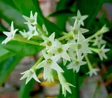 Hasnuhana Flower Plant