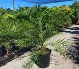 Zahidi Variety Date Palm Live Plant – Premium Sweet Date Fruit Plant