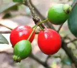 Cedar Bay Cherry Grafted Fruit Plant – Sweet Tropical Cherry Live Plant