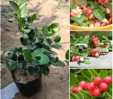 SWEET KARUNDA(KARAMCHA)FRUIT PLANT