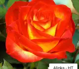 Alinka Rose Plants