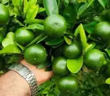 Kinnow Live Fruit Plant – Sweet & Juicy Premium Citrus Plant for Home Garden