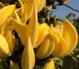 Yellow butea monosperma ( plash )Grafting flowers plant
