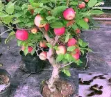 Hot Climate Apple Hybrid Grafted Plant