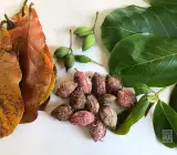 Indian Almond Fruit plant