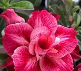 ROSY VARIETY GRAFTED ADENUM