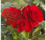 HYBRID GRAFTED ROSE FLOWERING PLANT(RED)