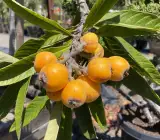LOQUAT FRUIT PLANT