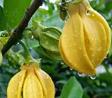Hari Champa plant