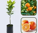 Kinu Orange Fruit Plant