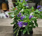 Purple Duranta Flower Plant – Duranta Erecta Live Ornamental Flowering Plant