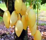Doc Mai mango- GRAFTING FRUIT plant