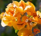 BOUGAINVILLEA FLOWERING PLANT(YELLOW)