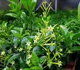 Hasnuhana Flower Plant