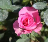 Rose Flower Plant | Beautiful Live Rose Plant for Home Garden