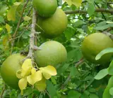 All Time Hybrid Seedless Beal Plant
