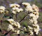 Vernonia amygdalina Plant