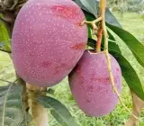 Osteen (mango) -Grafting Fruit Plant