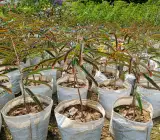 RED AMLA(AMLOKI)FRUIT PLANT
