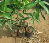 Kesar Mango ( Grafting ) Fruit Plant
