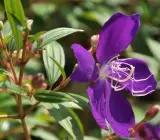 Begum Bahar Flower Plant
