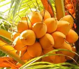 Kerala Dwarf Coconut Fruit Plant – Premium Dwarf Coconut Live Plant