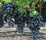 Moon Drop Grape Live Fruit Plant – Premium Sweet Black Grape Vine for Home Garden
