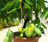Thai Dwarf All Time(Sour) (Grafted) mango plant