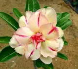 ROSY VARIETY GRAFTED ADENUM PLANTS